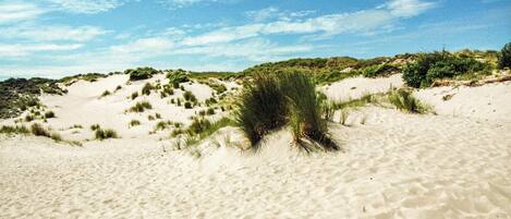 A sandy beach with dunes and sparse vegetation.