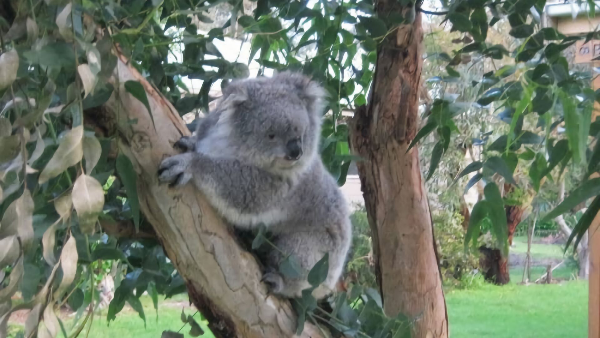 A koala clinging to a tree branch.