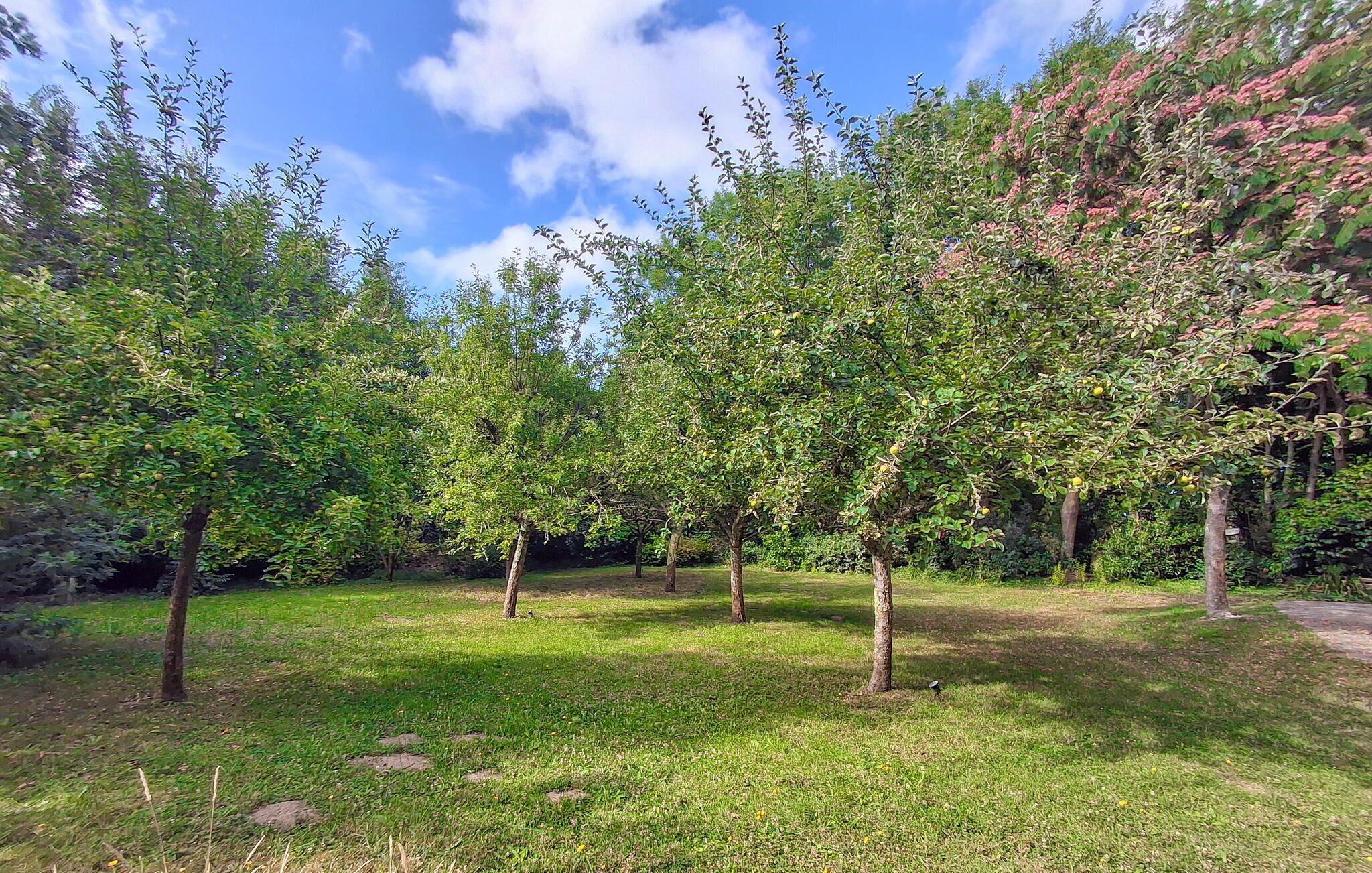 A park with multiple trees and a grassy area.
