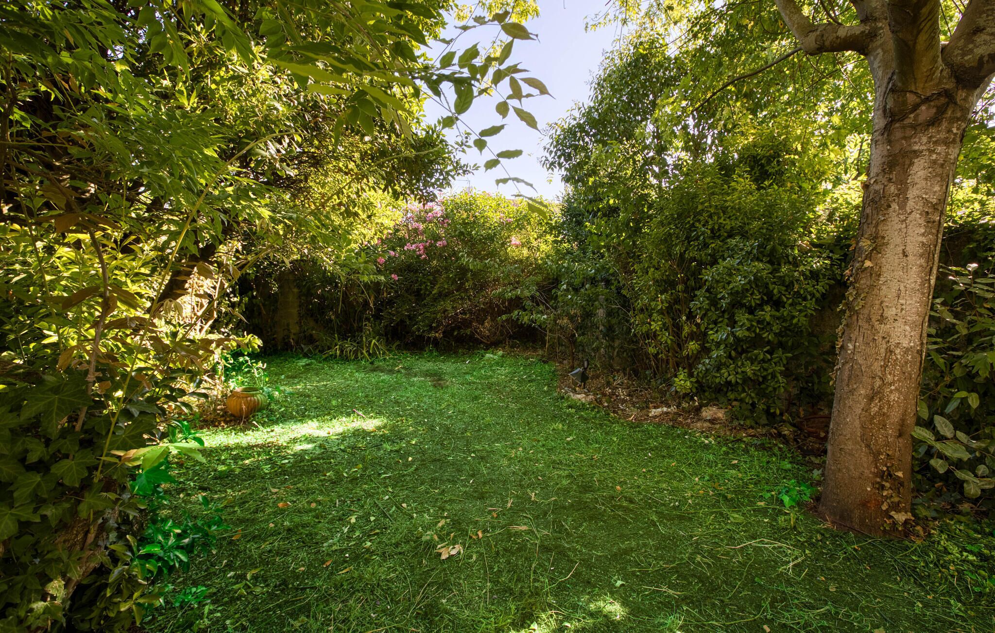 Een weelderige tuin met dichte beplanting en diverse planten.