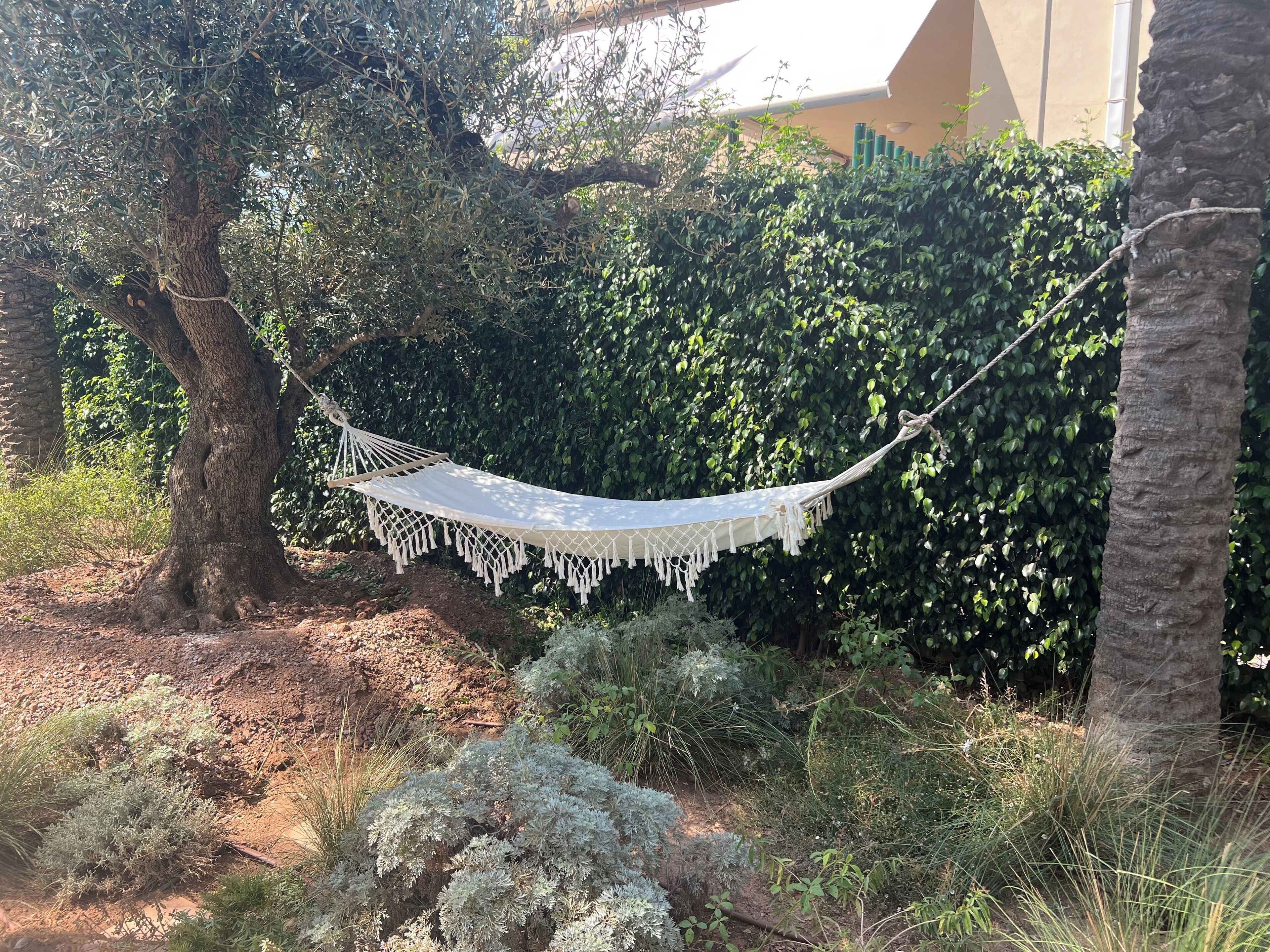 Una hamaca atada entre dos árboles en un jardín con follaje abundante y un edificio al fondo.