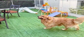 dog base angel / Takashima Shiga