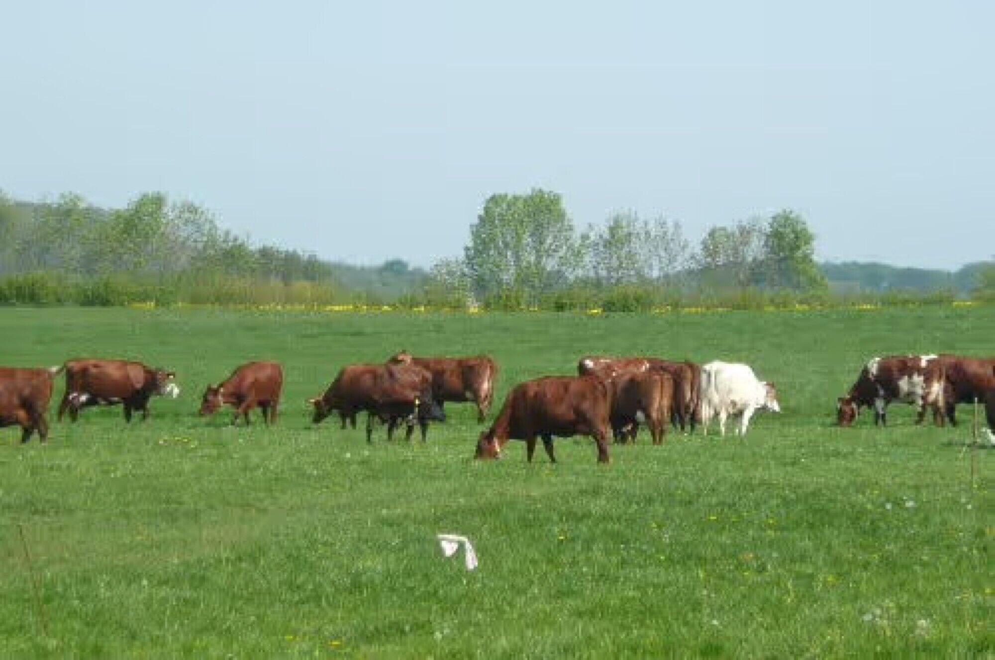 Eine Kuhherde grast auf einer grünen Wiese, im Hintergrund Bäume.