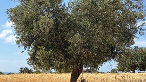 A tree in a field. - Penthouse with Rooftop & Mountain View - Between Sea, Nature & Relaxation (Poli Chrysochous)