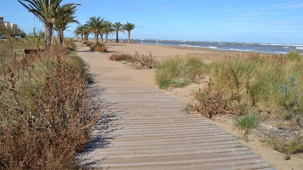 A wooden boardwalk leading to a beach with palm trees and a clear sky.