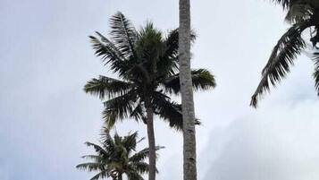 Iron/ironing board, free WiFi