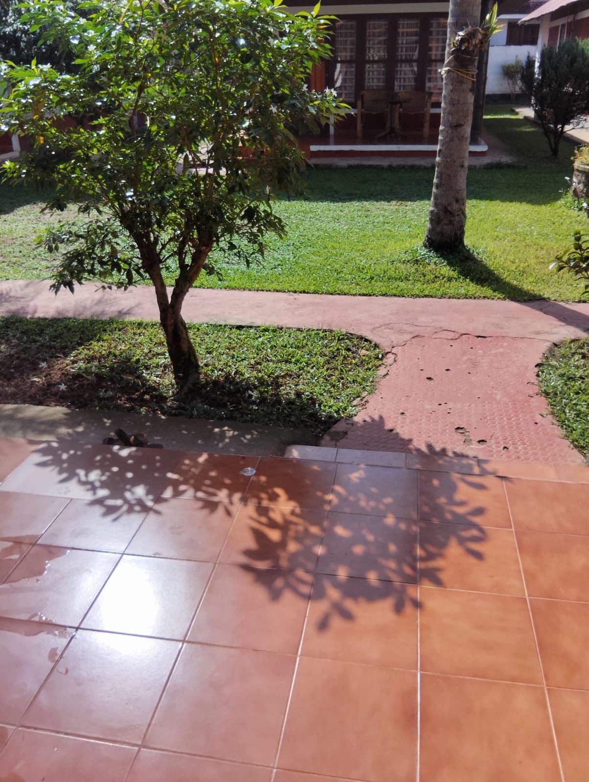 A paved outdoor area with a tree, a pathway, and a building in the background.