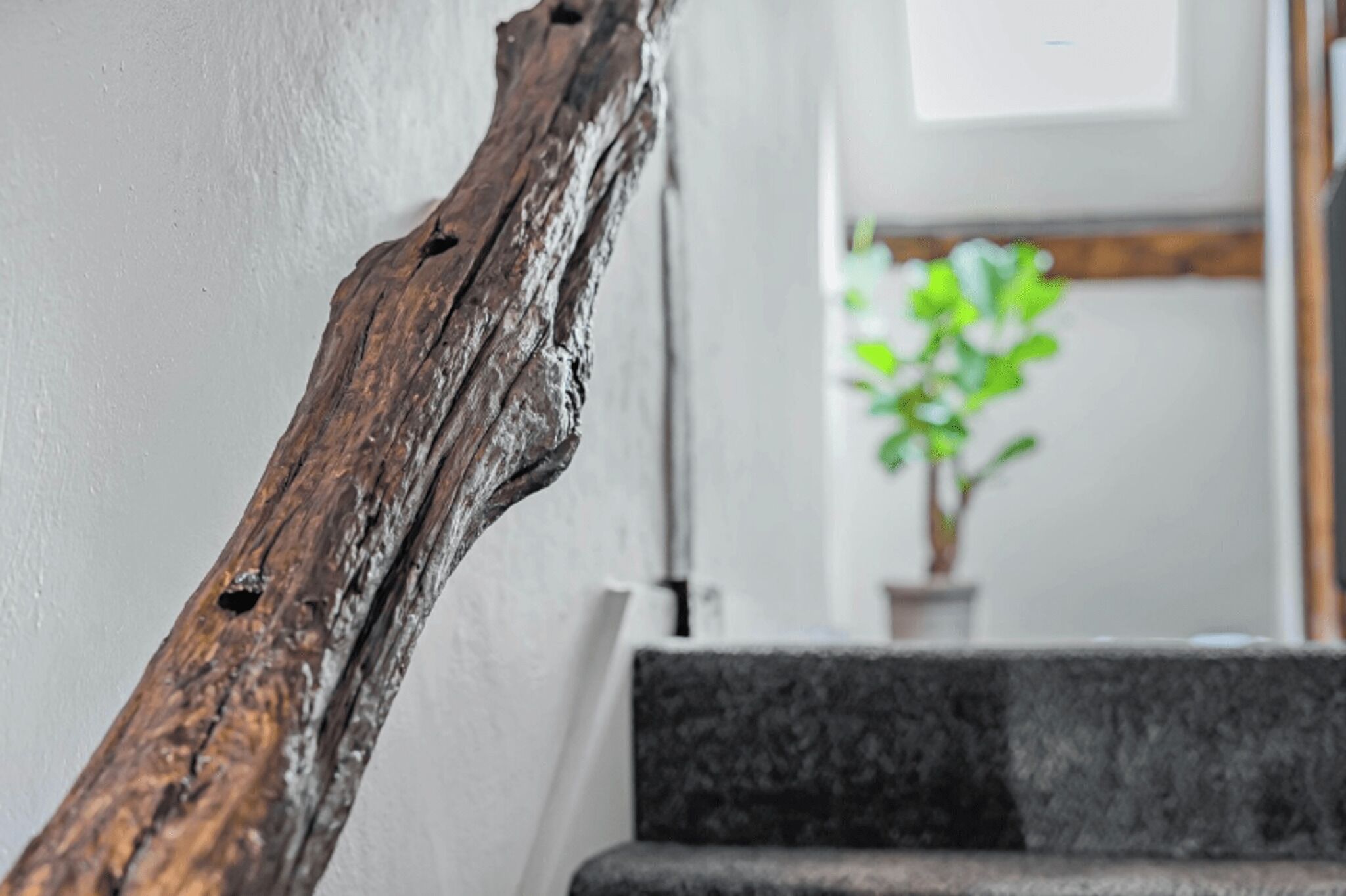 A wooden staircase with a rough texture and a potted plant in the background.