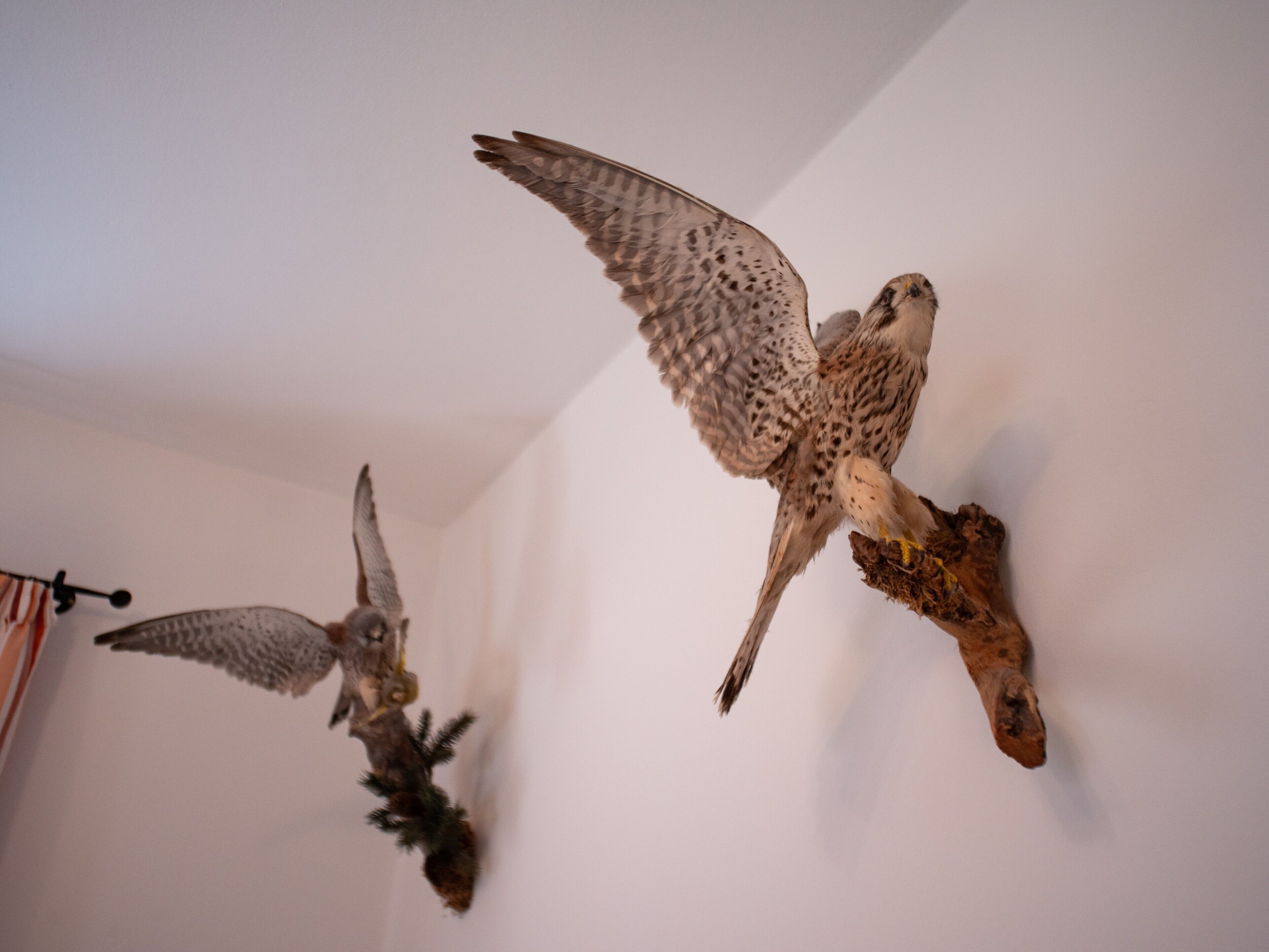 Two mounted birds of prey, one in flight and one perched, against a plain wall.