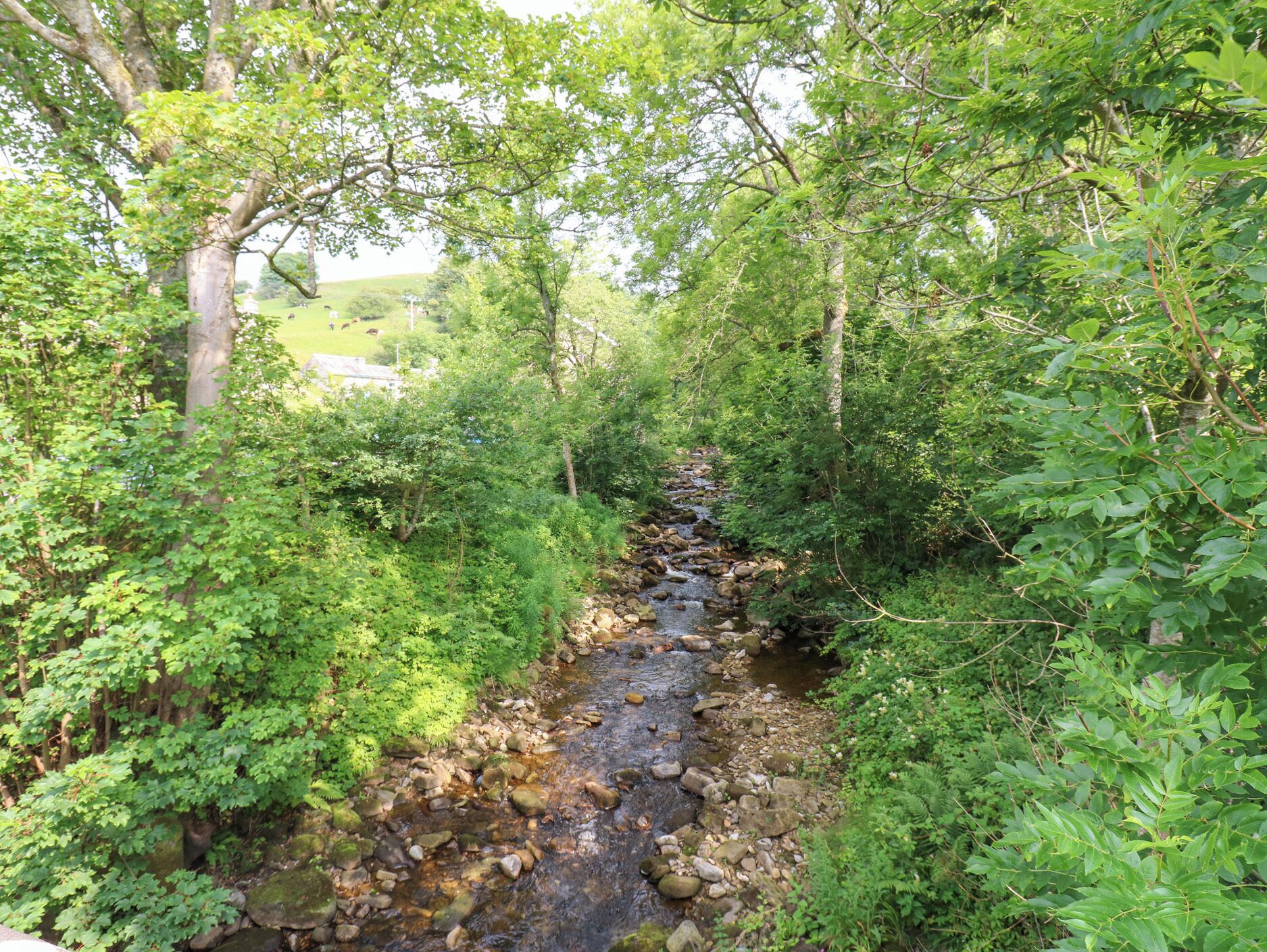 A narrow stream surrounded by dense green foliage.