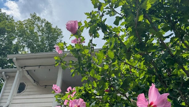 A house with a porch and a garden with pink flowers. - The Historic Herren House (Waynesville)