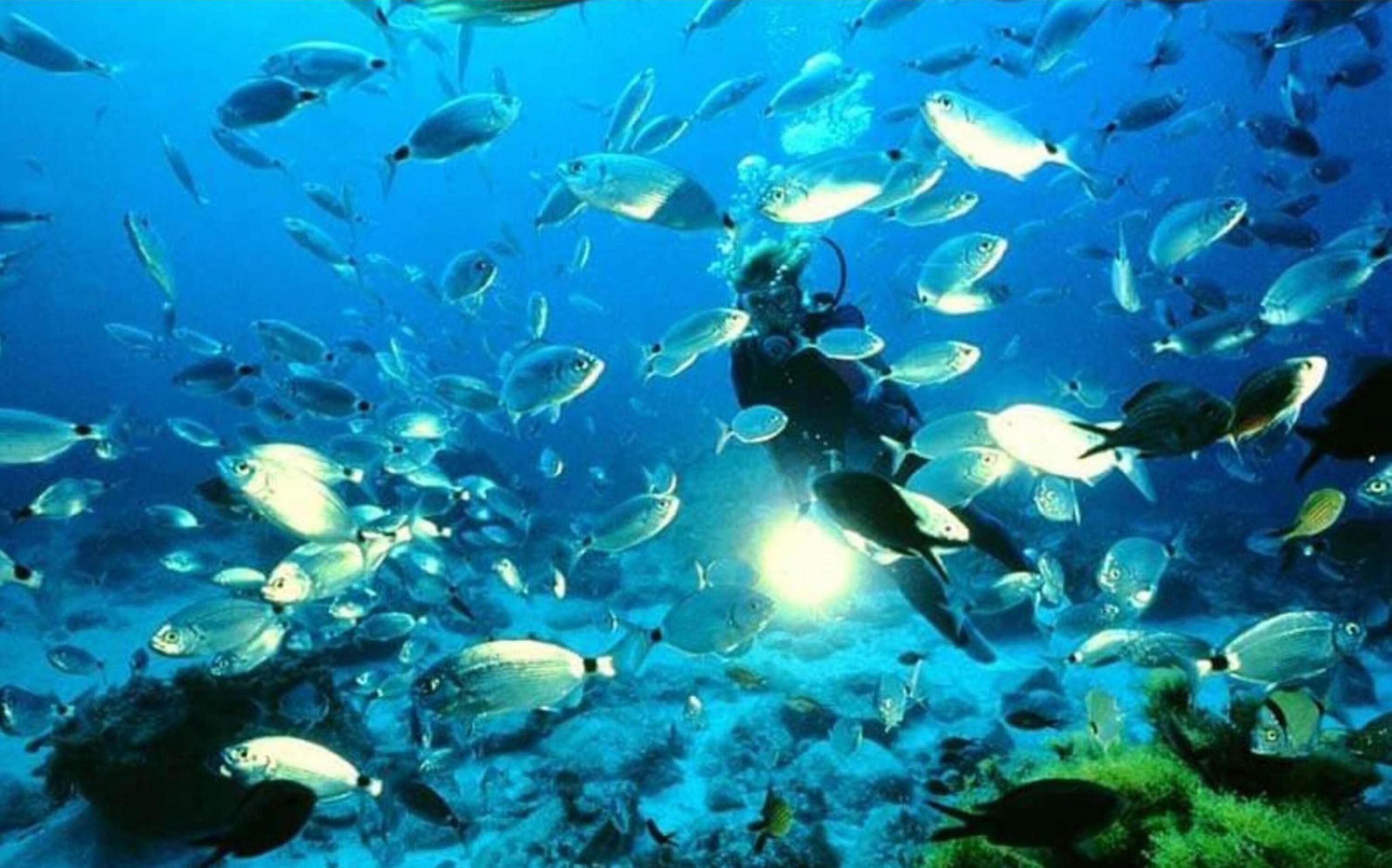 Um aquário grande com diversas espécies de peixes nadando em água cristalina.