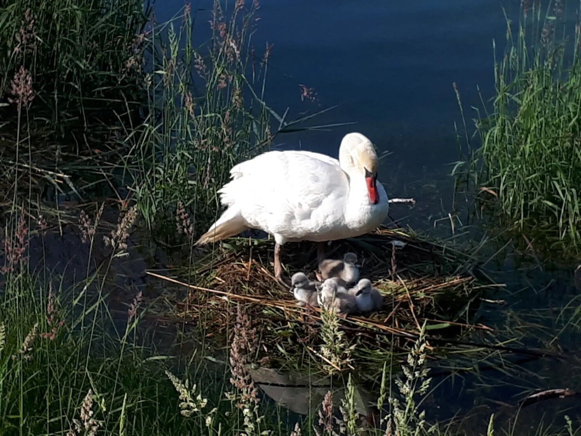 Ein Schwan mit Jungschwanen auf einem Nest am Ufer.
