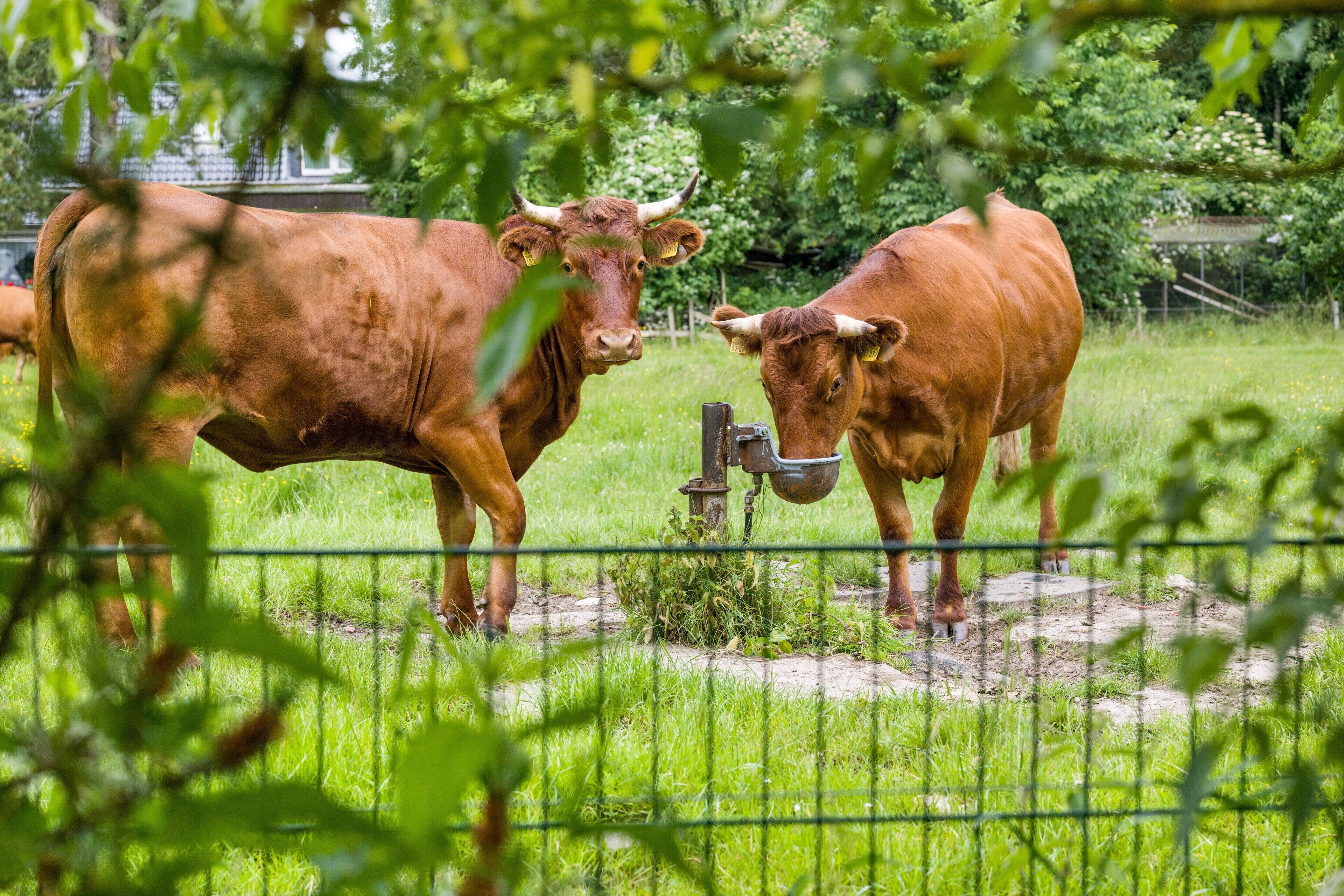 Deux vaches dans un enclos, avec de la verdure et un bâtiment en arrière-plan.