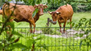 Two cows in a fenced area with greenery and a building in the background.