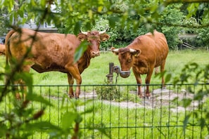 Dos vacas en un área cercada con follaje y un edificio al fondo.