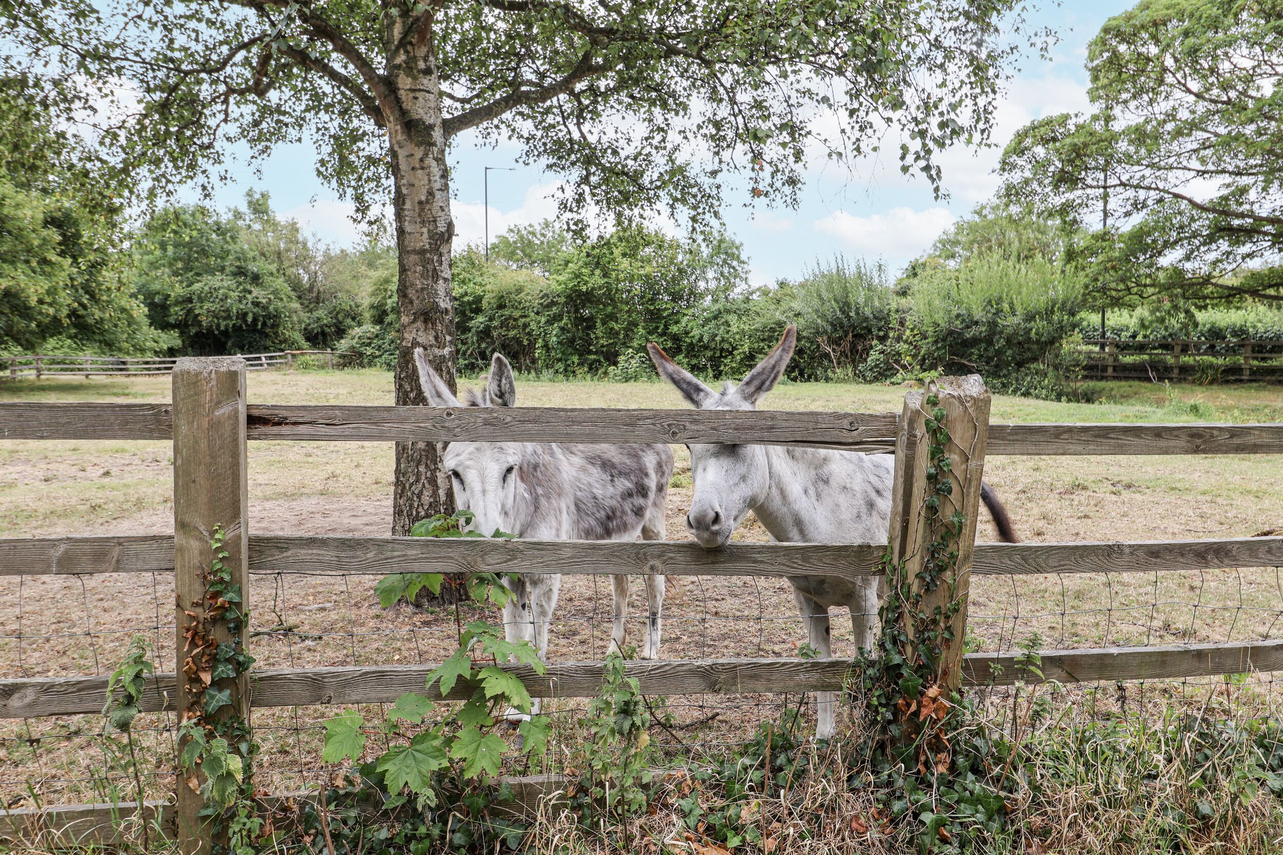 A wooden fence with two donkeys behind it, surrounded by greenery and trees.