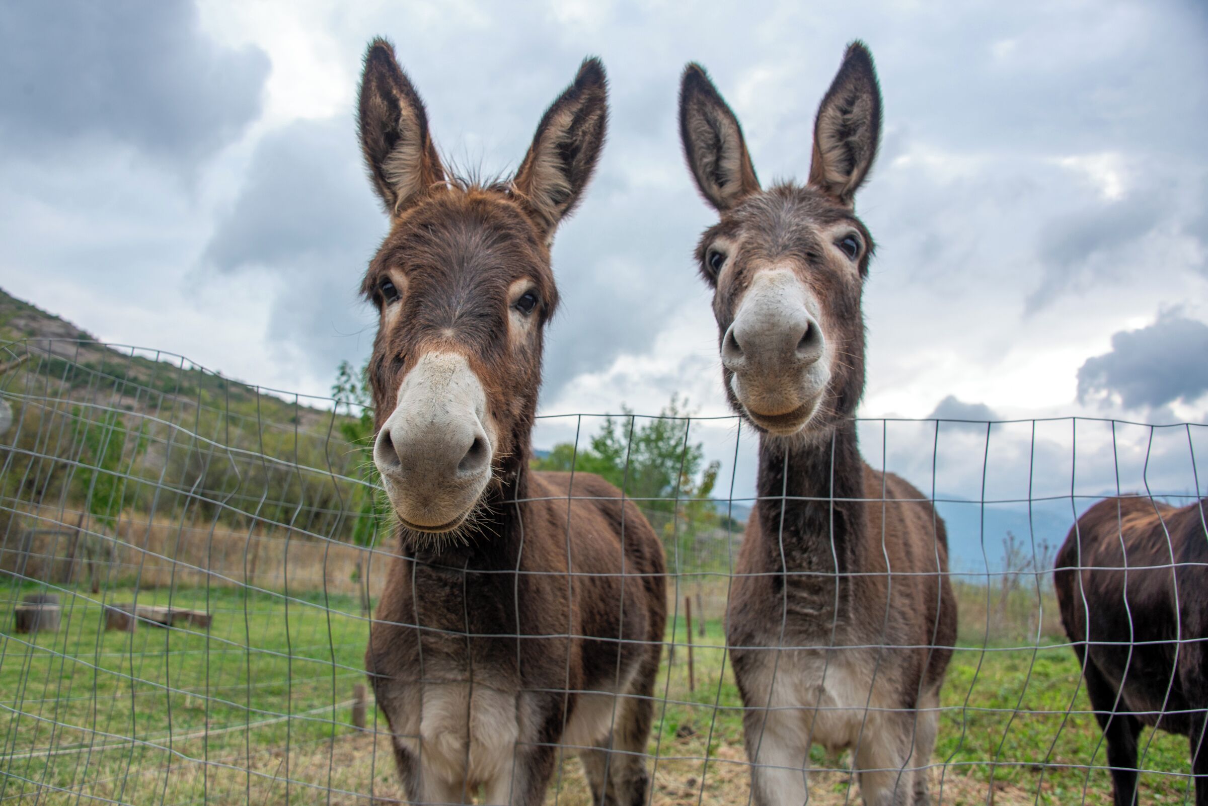 Dos burros detrás de una valla de alambre en una zona verde bajo un cielo nublado.