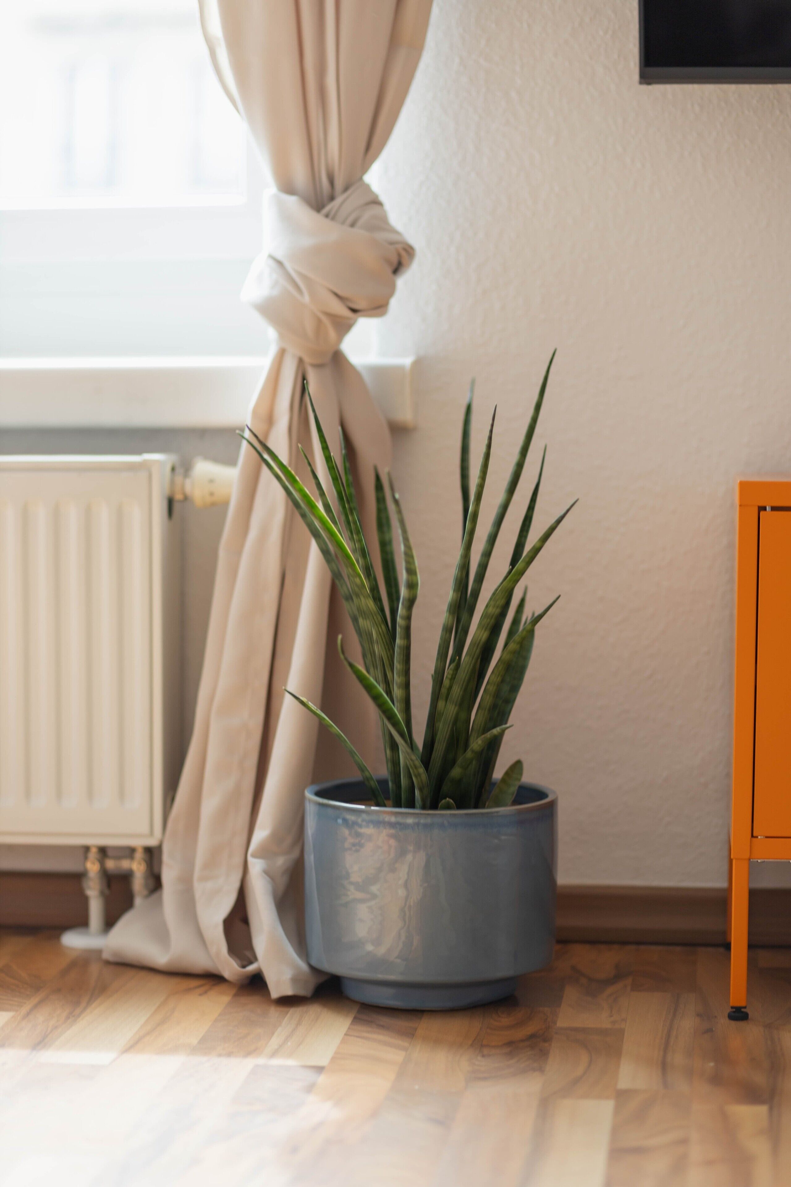 Une plante en pot dans un pot bleu, un radiateur, un rideau beige noué en haut et un plancher en bois.