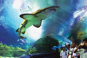 An aquarium with a large shark swimming above a viewing dome. - A Comfy & Stylish Studio in Empire Damansara (Petaling Jaya)