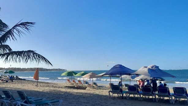 A beach with sun loungers and umbrellas, a palm tree, and the ocean in the background.