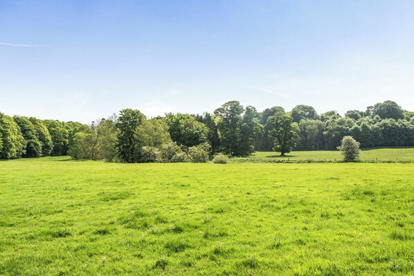 A grassy field with trees in the background.
