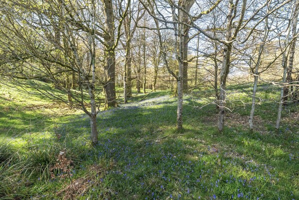 A forested area with trees and blue flowers on the ground.