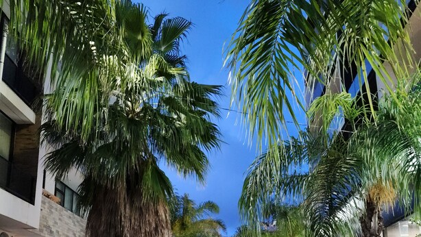 A paved walkway lined with palm trees and outdoor seating areas, leading to a building with a neon sign.