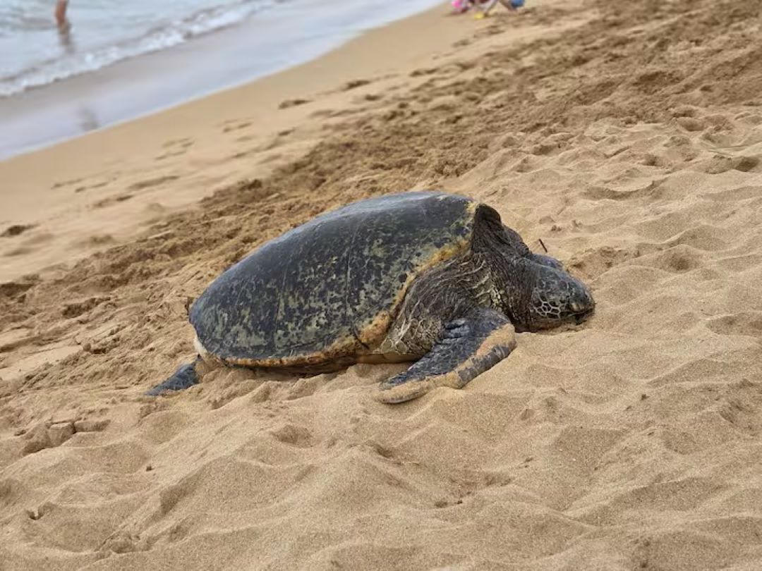 Une tortue de mer sur une plage de sable, avec l’océan en arrière-plan.