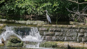 Cottage | Miscellaneous