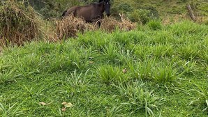 A horse grazing in a grassy field with a backdrop of trees and a partly cloudy sky. - Casa de Campo CAMVUL lodging; connect with Choco Andean Nature (Gualea)