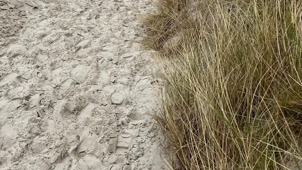 Un sendero arenoso que lleva al océano, rodeado de dunas cubiertas de hierba.