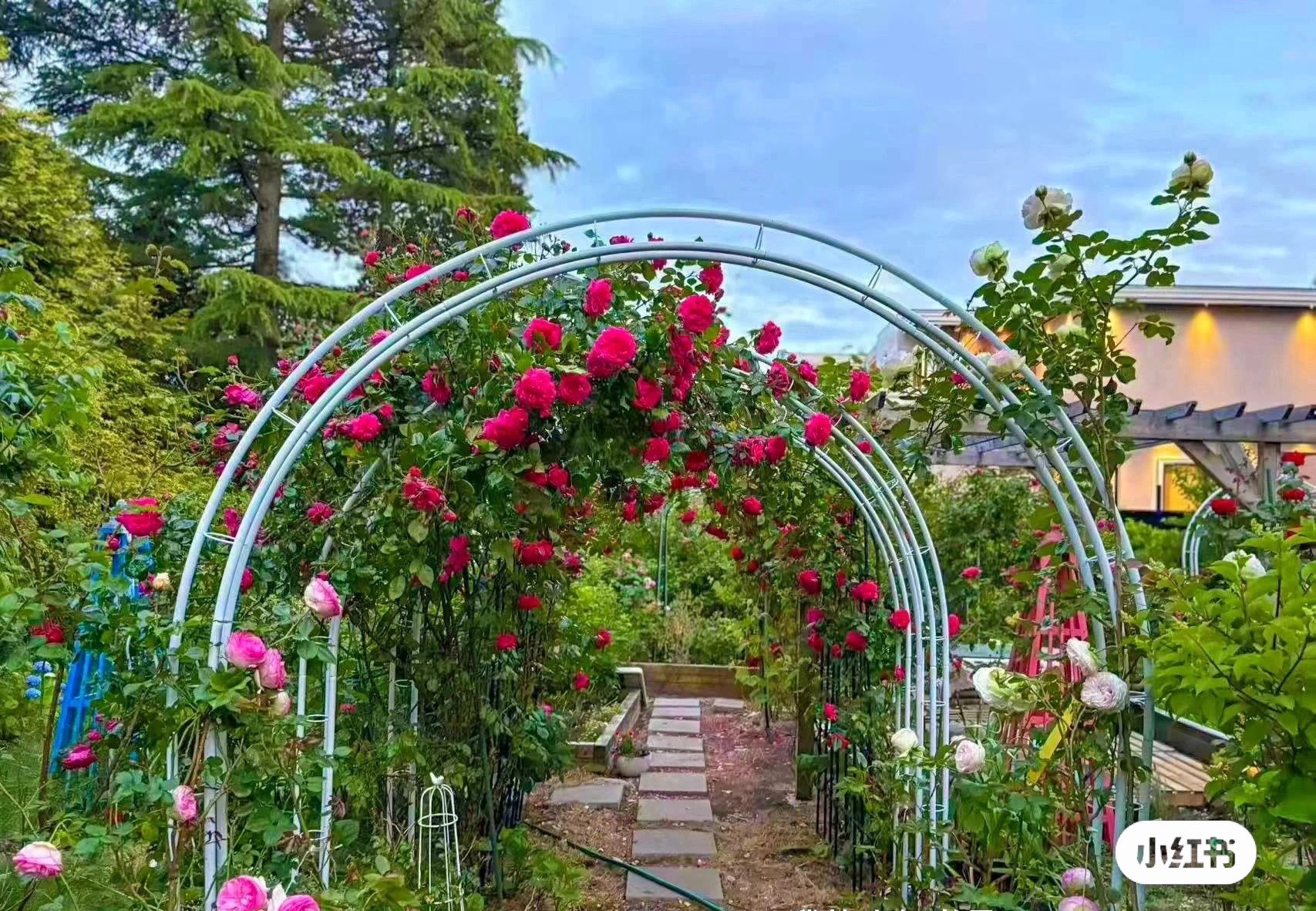 En trädgård med en metallbåge som är täckt av rosa rosor.