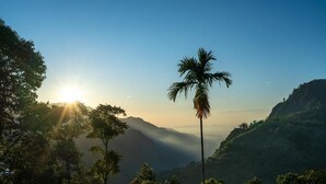 A mountainous landscape with a prominent palm tree in the foreground, a clear sky, and sunlight filtering through the trees. - Ella Ostella (Ella)