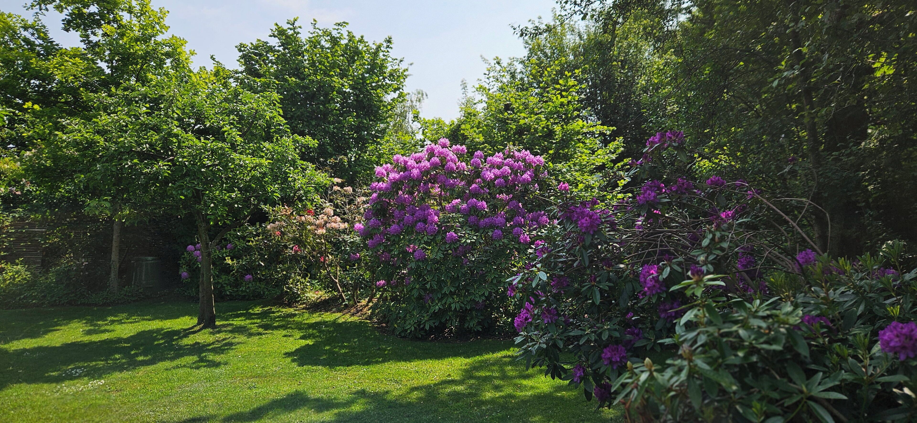 Un jardin luxuriant, parsemé de diverses plantes à fleurs et d’arbres.