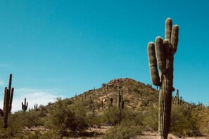 Paisaje desértico con cactus y una colina al fondo.