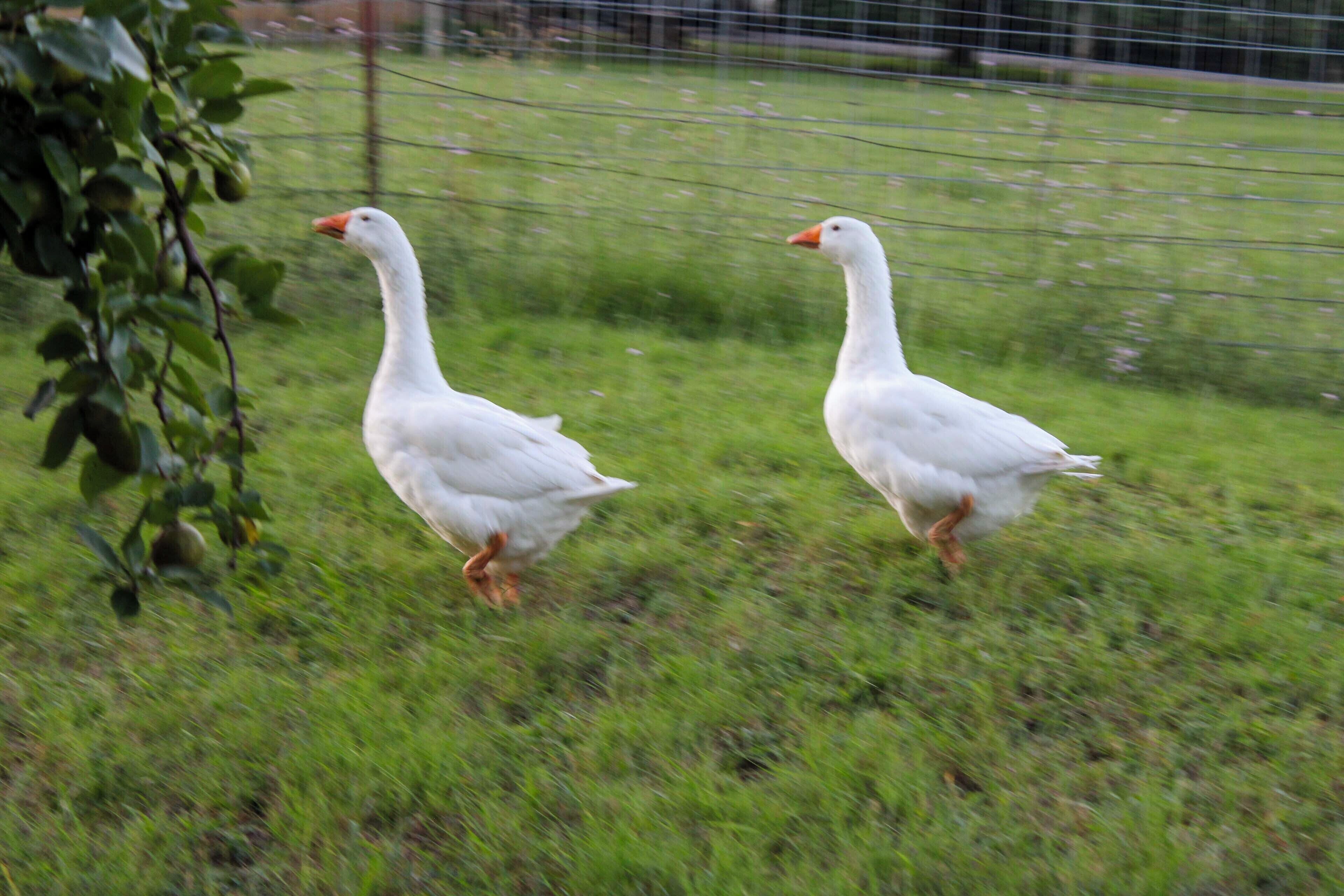 Deux oies blanches se promènent sur l’herbe, près d’une clôture en fil de fer.