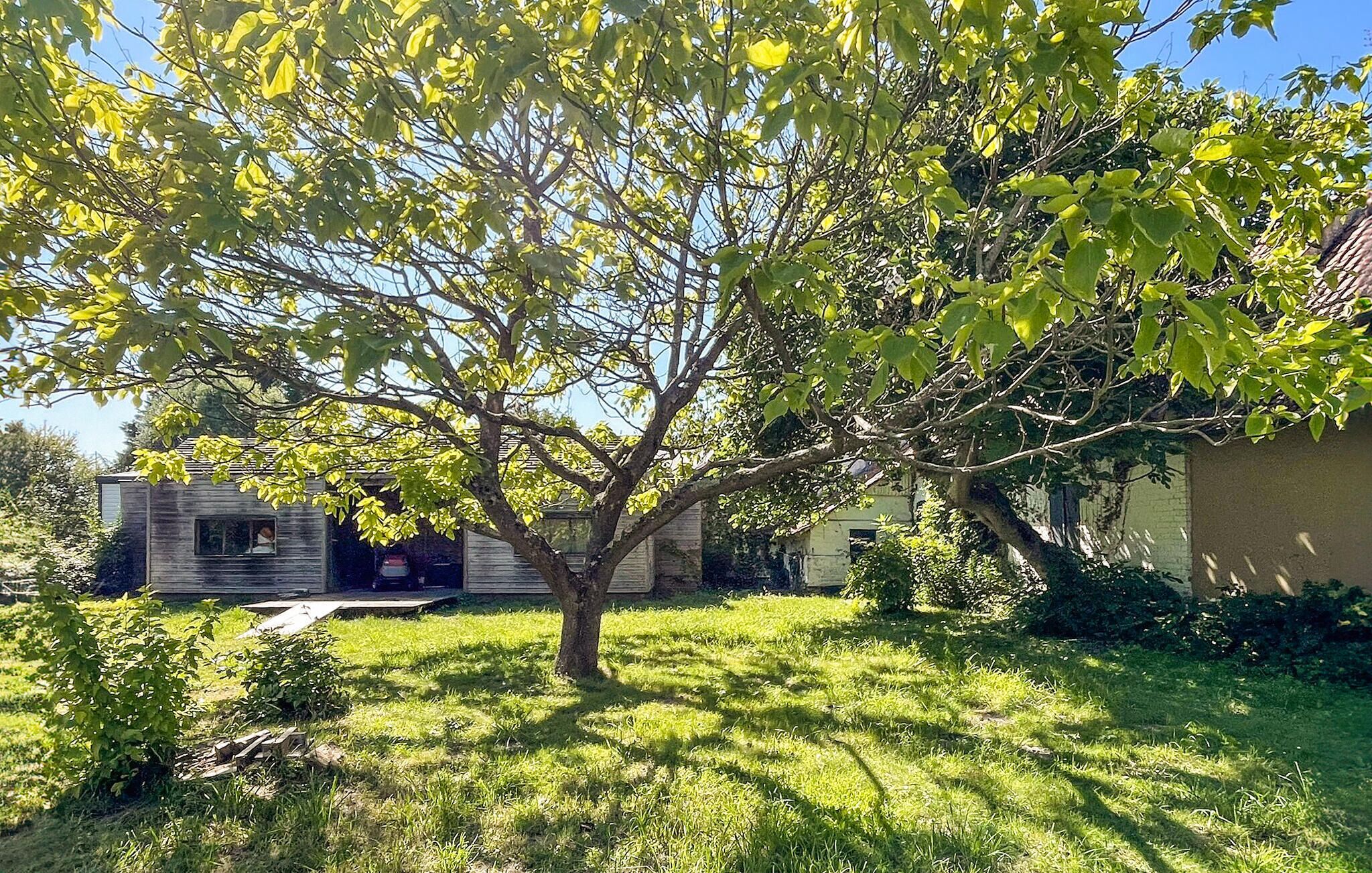 A tree in a yard with a house in the background.