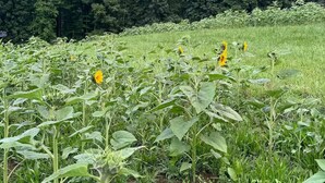 Un campo de girasoles con una colina boscosa al fondo.