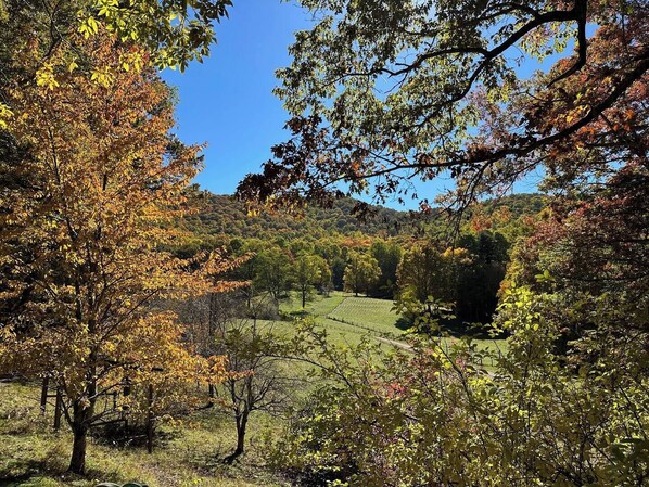 A rural landscape with trees in autumn colors, a clear sky, and a hilly background.