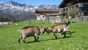 Entorno rural con montañas al fondo, destacando una casa de madera con balcón y un área cercada con dos cabras.