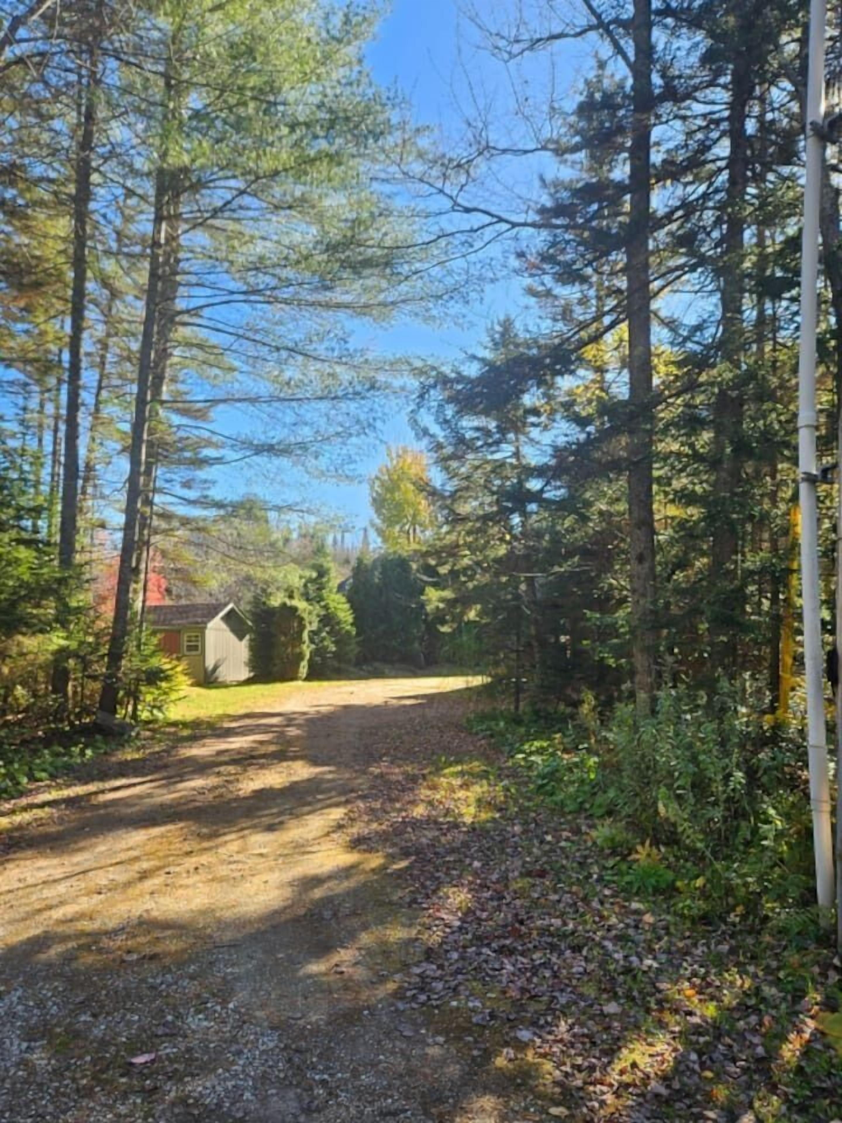 A gravel path leading through a forested area with tall trees and a small shed in the distance.