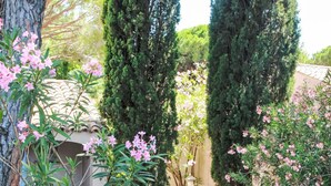 A garden with stone pathways, flowering plants, and tall cypress trees. - Font Mourier by Interhome (Cogolin)
