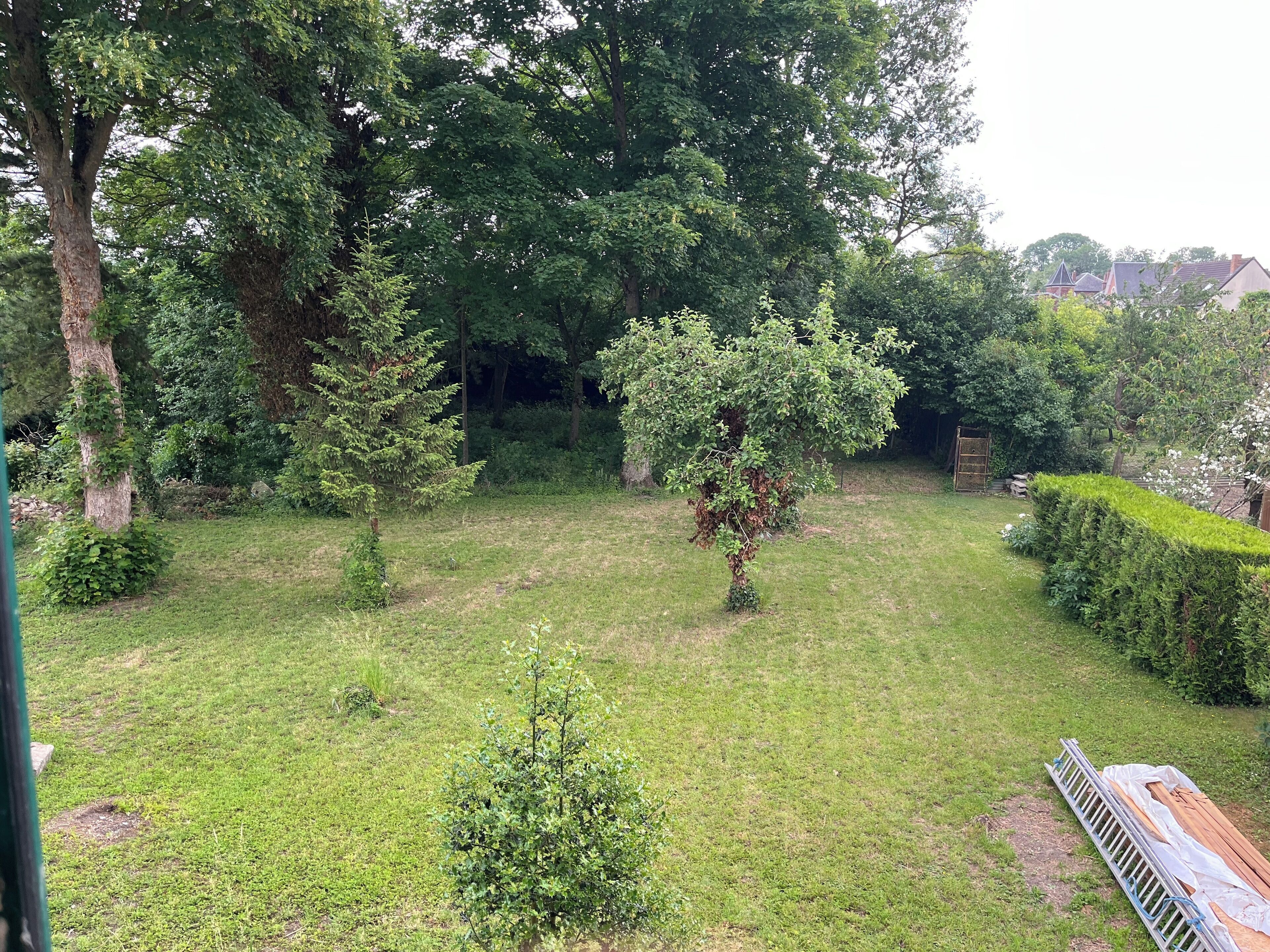 Een goed onderhouden tuin met verschillende bomen en een strakke haag.