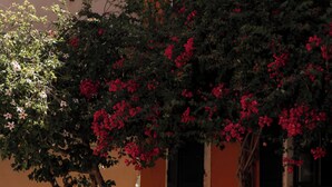 A stone fountain with inscriptions, surrounded by a stone base, in front of a building with windows and a tree with red flowers. - Venetian Vicolo by Corfu Escapes  (Corfu)