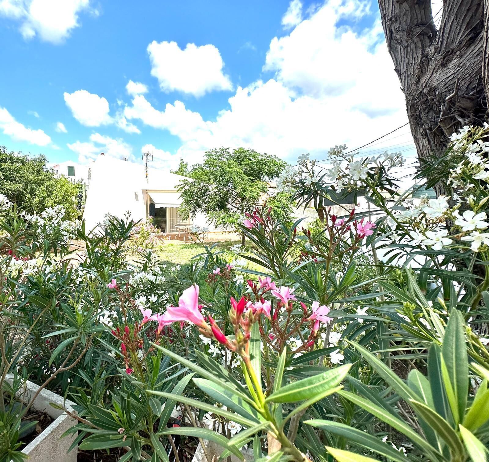 Un jardín con diversas plantas y flores, un edificio blanco y un árbol al fondo.