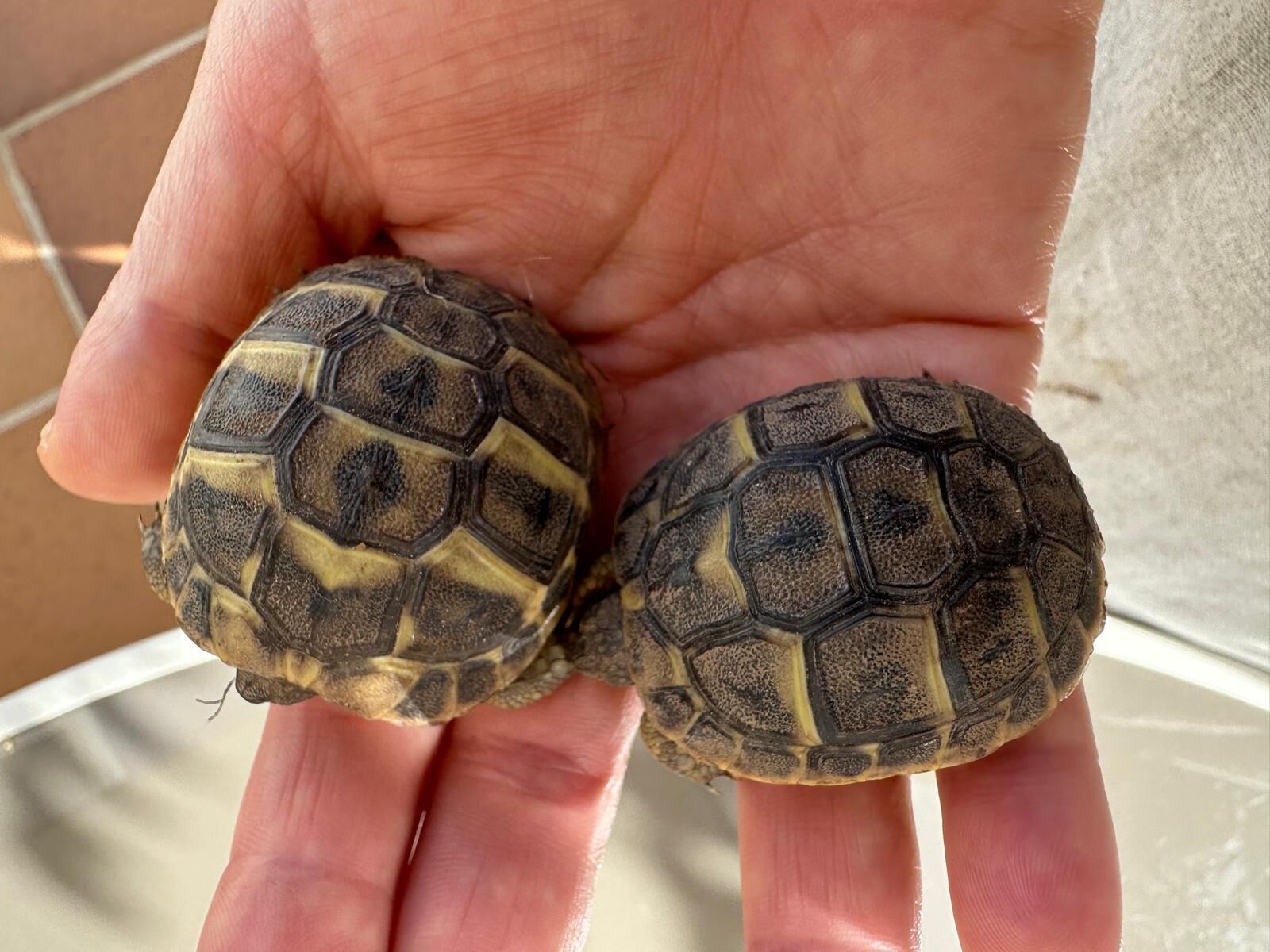 Two turtles on a person's hand.