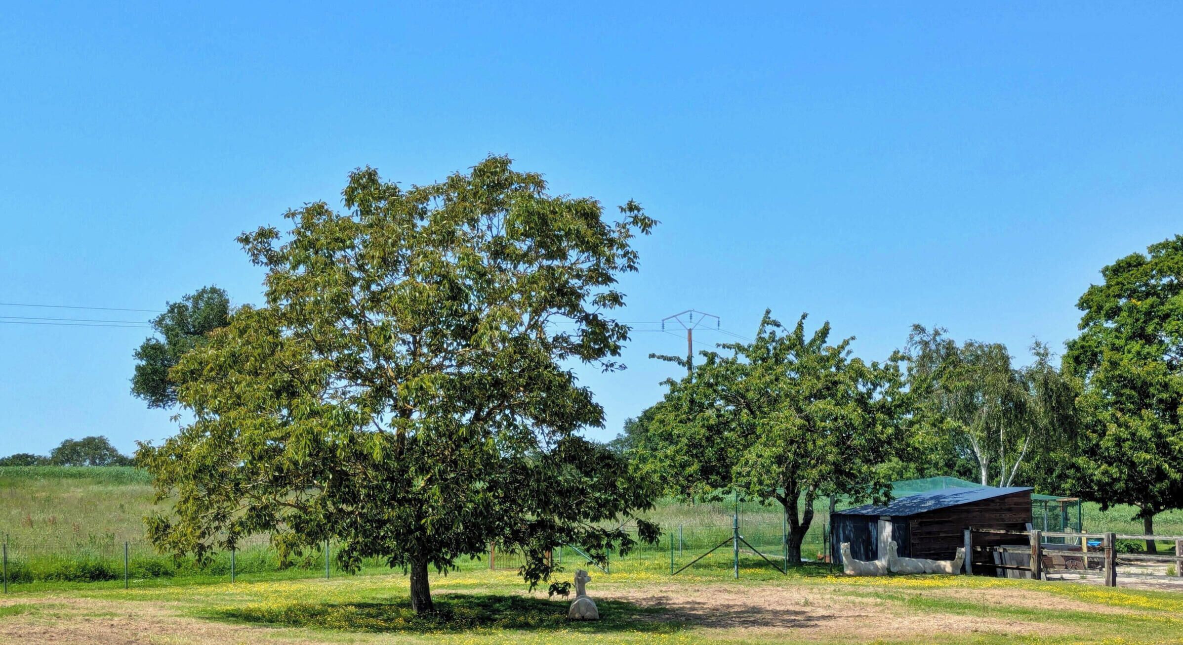 Un paysage rural avec une zone délimitée par une clôture, un arbre et un petit bâtiment.
