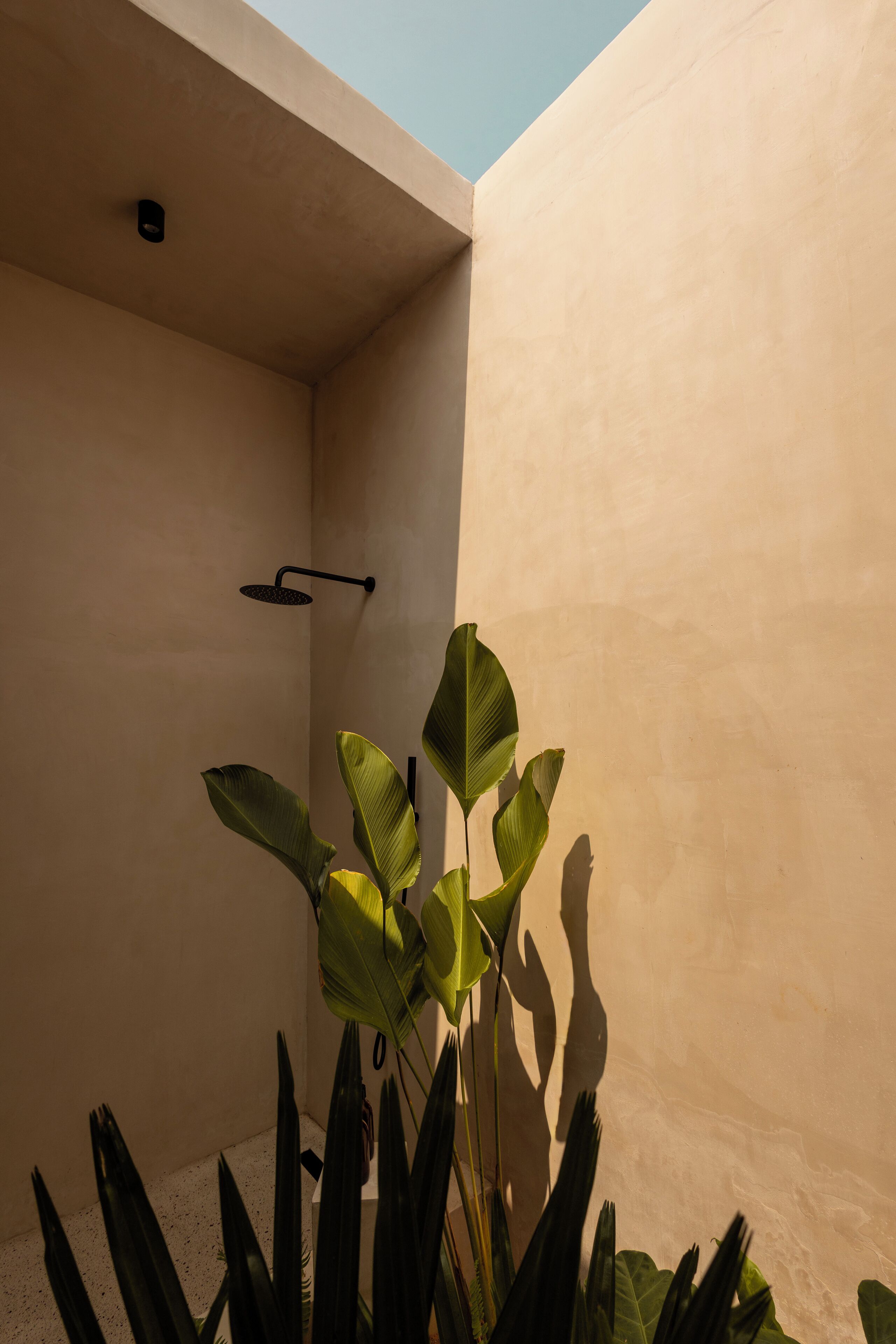 Un baño moderno con ducha, una planta y un accesorio de iluminación.