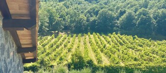 Villa of Silence-Peace and Wellness in the Vineyards of Orvieto